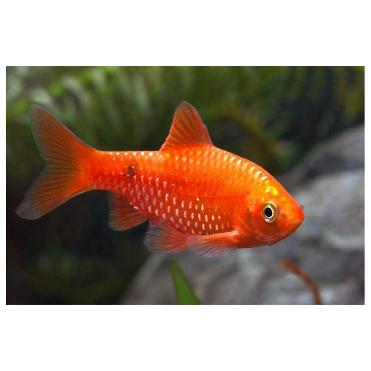 Barbus conchonius red - imagine 3